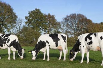 Drie volle zussen van Delta G Force Corrie 73, Corrie 71 en Corrie 72