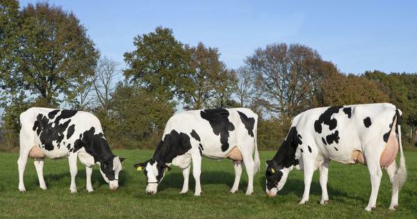 Drie volle zussen van Delta G Force Corrie 73, Corrie 71 en Corrie 72