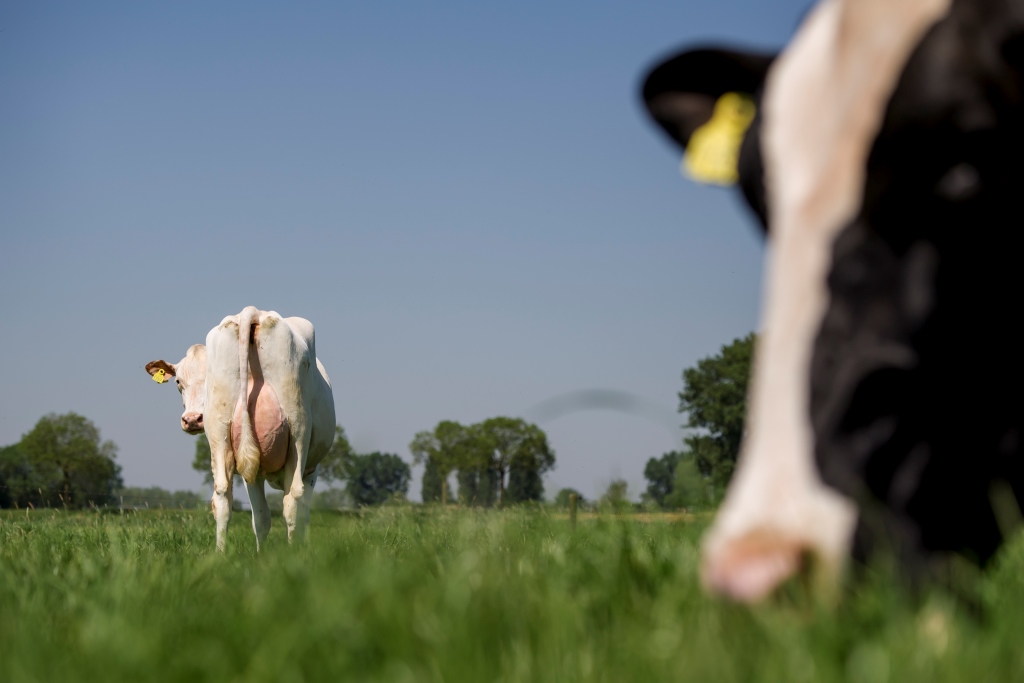 Jaarstatistieken: Bedrijven en koeien in cijfers, economisch jaarresultaat