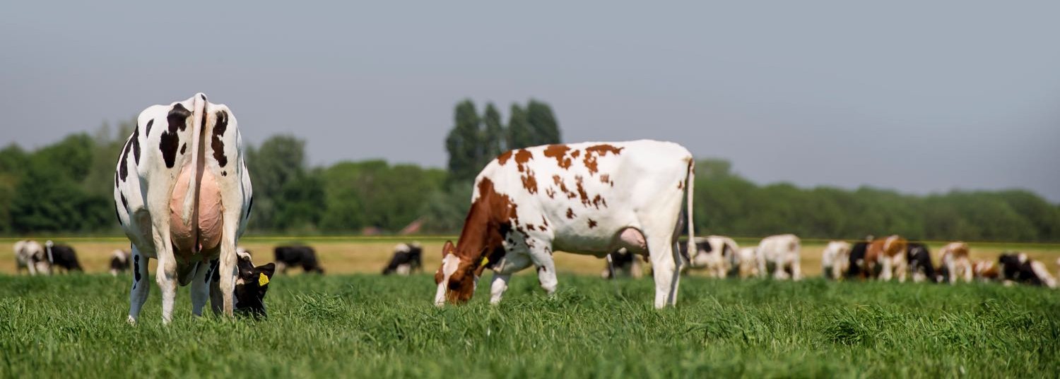 jaarverslag boekjaar 2018-2019