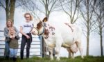 Vink De witte (voorste koe) is de 10 tonner