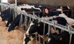 Eline Antonidus, het scheren van de dieren voor de winter